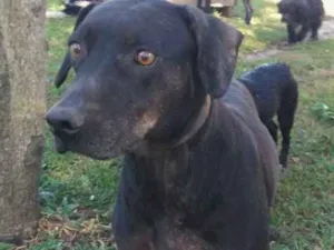 Cachorro raça srd idade 4 anos nome Zulu