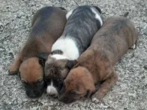 Cachorro raça não definida idade Abaixo de 2 meses nome sem nome