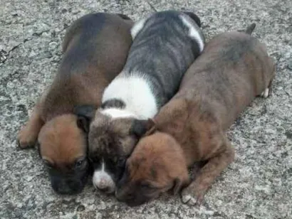 Cachorro raça não definida idade Abaixo de 2 meses nome sem nome