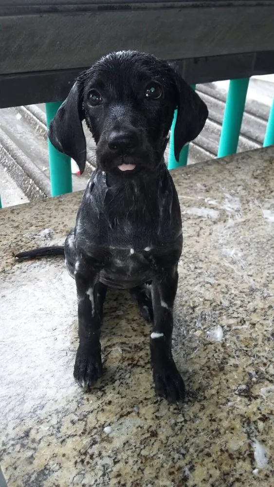 Cachorro ra a vira lata idade 2 a 6 meses nome Não tem nome