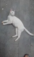 Polar