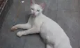 Polar