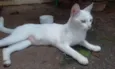 Polar