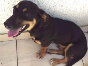Cachorro raça Dachshund e pitbull idade 7 a 11 meses nome Bob