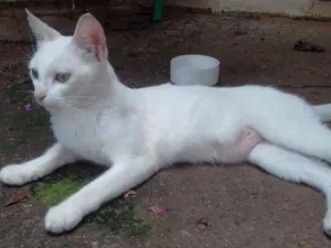 Gato raça  idade 2 a 6 meses nome Polar