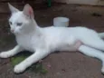 Polar