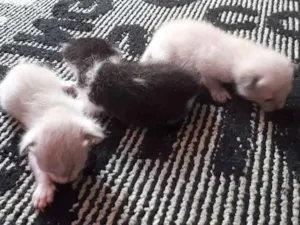 Gato raça não sei idade Abaixo de 2 meses nome ....
