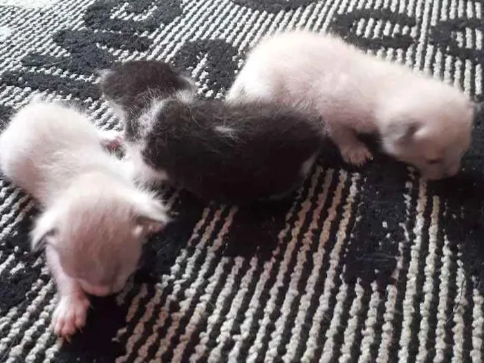 Gato ra a não sei idade Abaixo de 2 meses nome ....