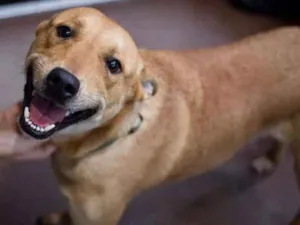 Cachorro raça SRD idade 3 anos nome FATOUSH