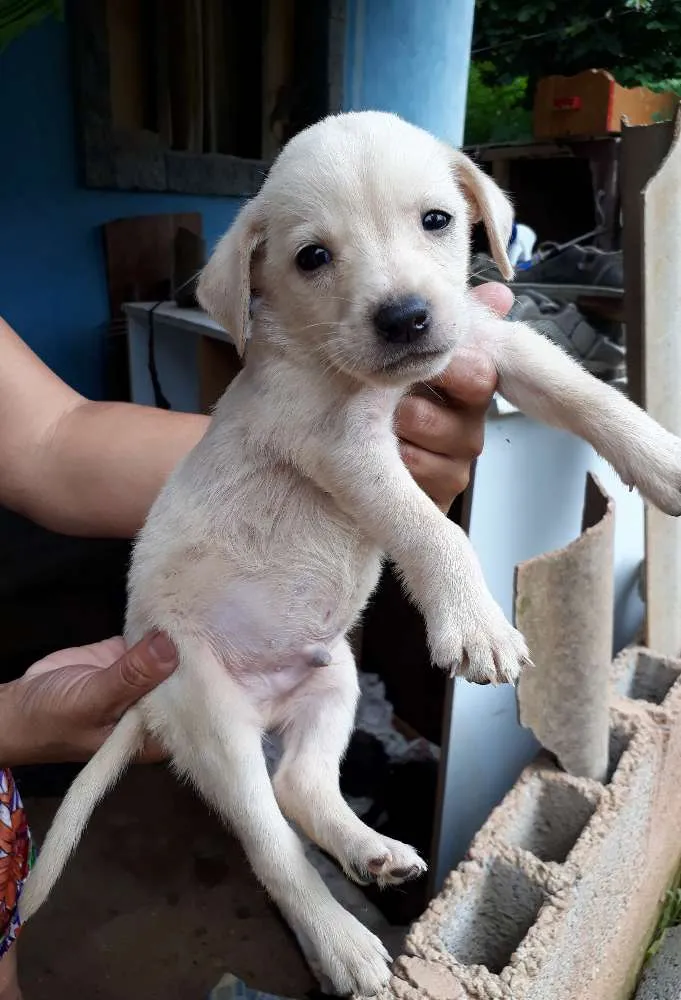 Cachorro ra a SRD idade Abaixo de 2 meses nome Nino