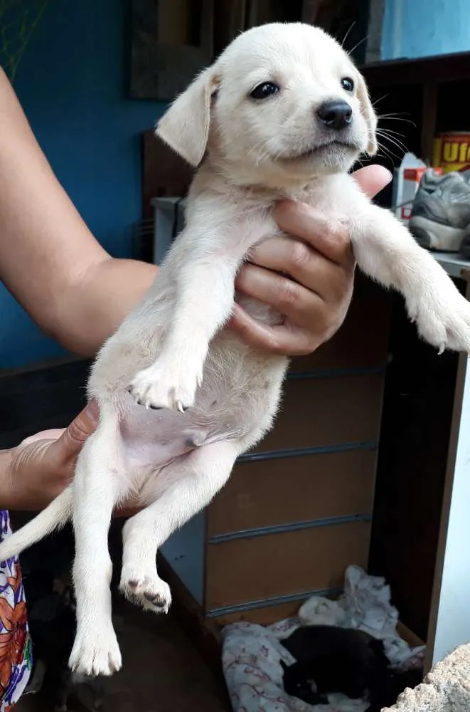Cachorro ra a SRD idade Abaixo de 2 meses nome Nino