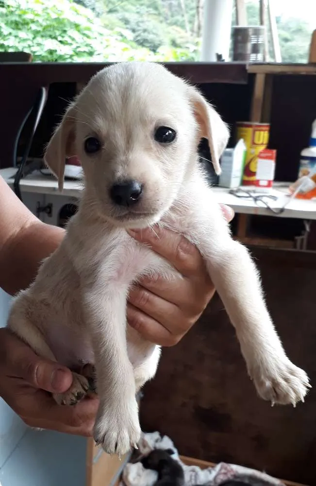 Cachorro ra a SRD idade Abaixo de 2 meses nome Nino
