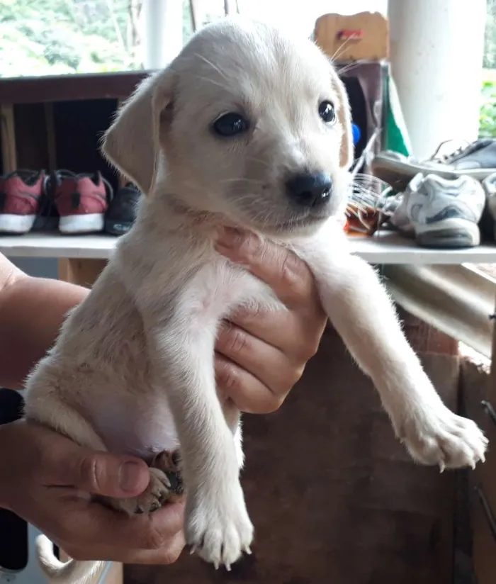 Cachorro ra a SRD idade Abaixo de 2 meses nome Nino
