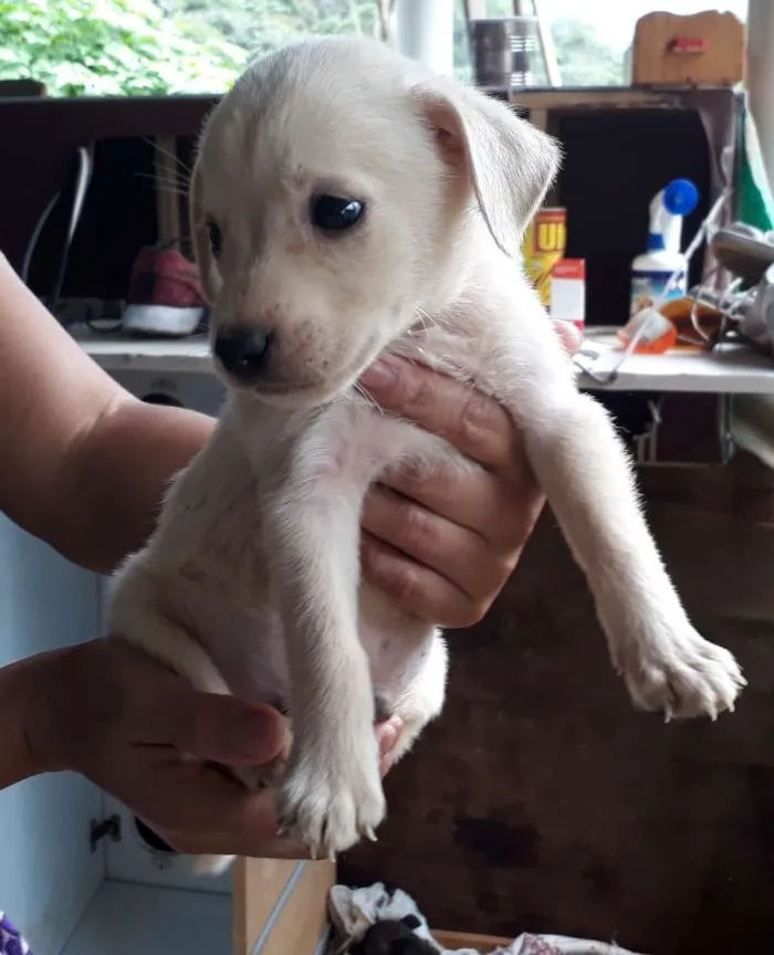Cachorro ra a SRD idade Abaixo de 2 meses nome Nino