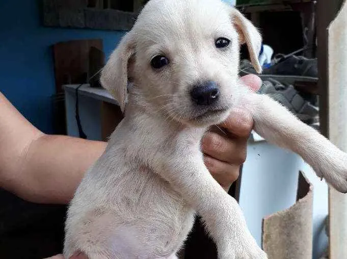 Cachorro ra a SRD idade Abaixo de 2 meses nome Nino
