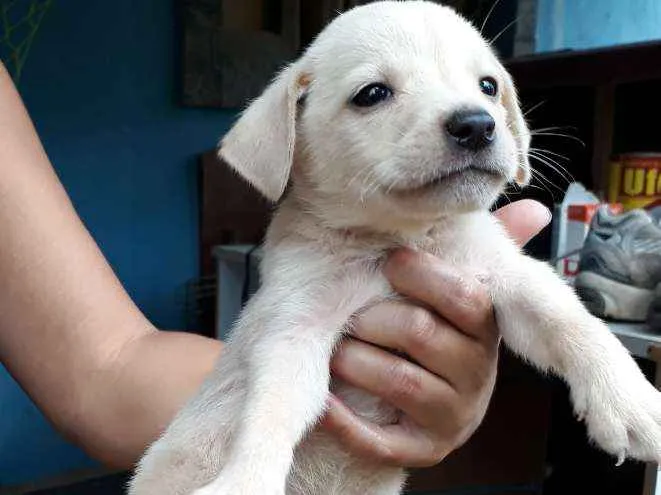 Cachorro ra a SRD idade Abaixo de 2 meses nome Nino