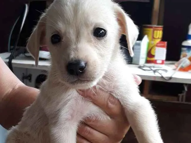 Cachorro ra a SRD idade Abaixo de 2 meses nome Nino