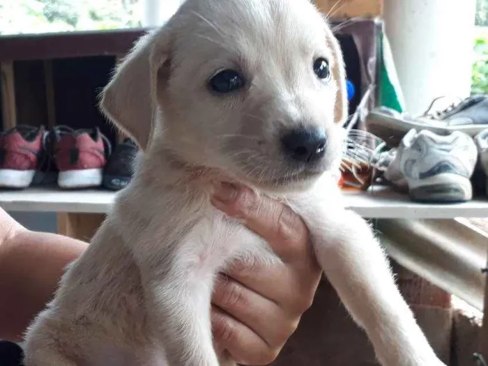 Cachorro ra a SRD idade Abaixo de 2 meses nome Nino