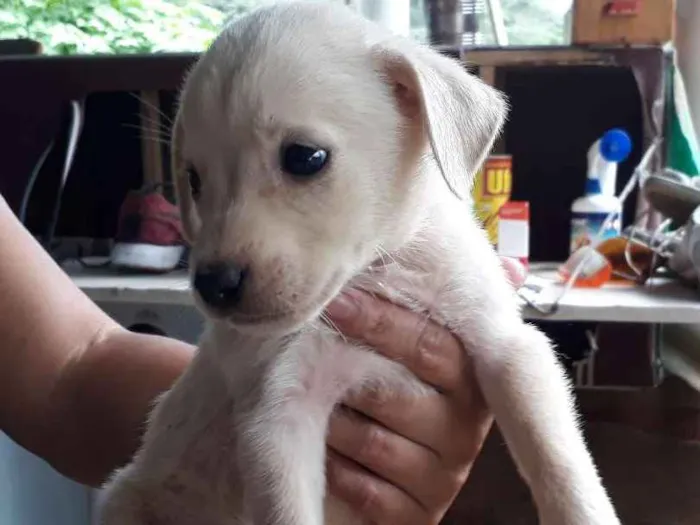 Cachorro ra a SRD idade Abaixo de 2 meses nome Nino