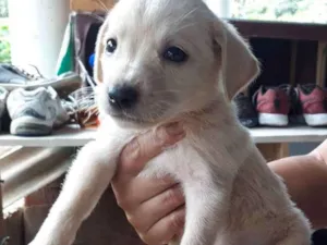 Cachorro raça SRD idade Abaixo de 2 meses nome Nino