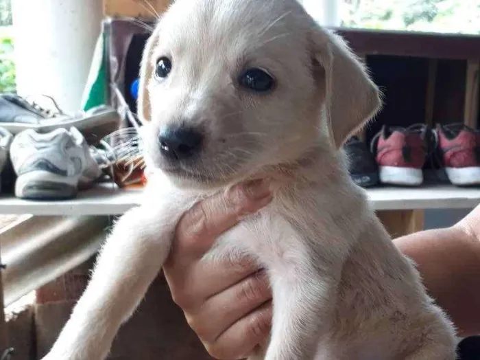 Cachorro ra a SRD idade Abaixo de 2 meses nome Nino