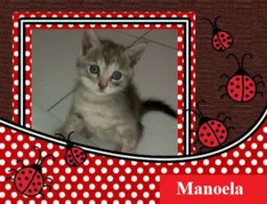 Gato raça  idade 2 a 6 meses nome Manoela