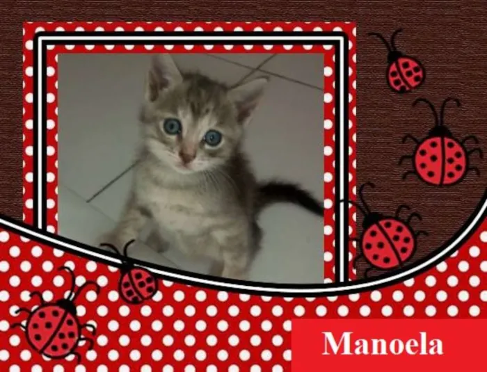 Gato ra a  idade 2 a 6 meses nome Manoela