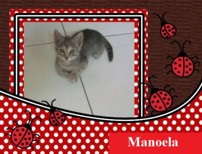 Gato ra a  idade 2 a 6 meses nome Manoela