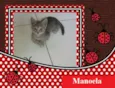 Manoela