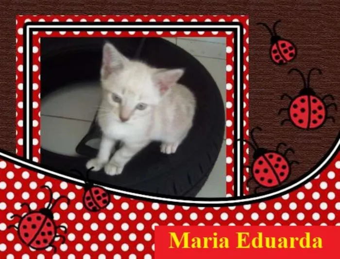 Gato ra a  idade 2 a 6 meses nome Manoela