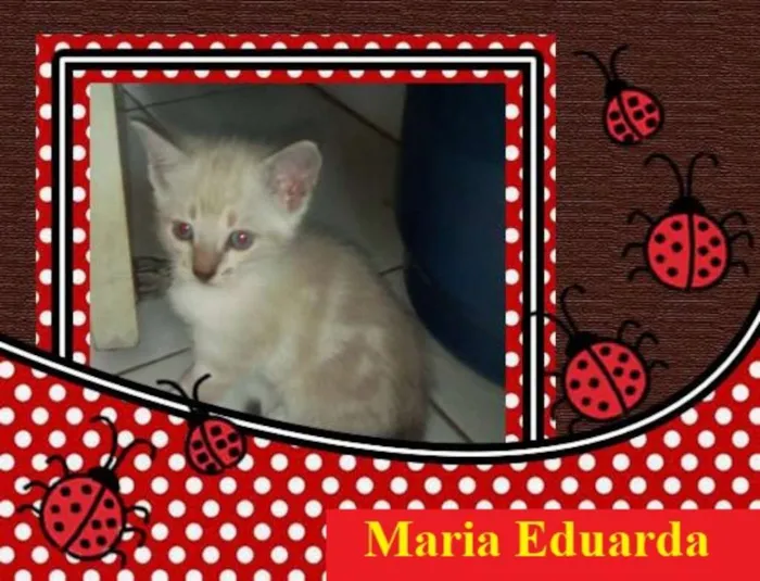 Gato ra a  idade 2 a 6 meses nome Manoela