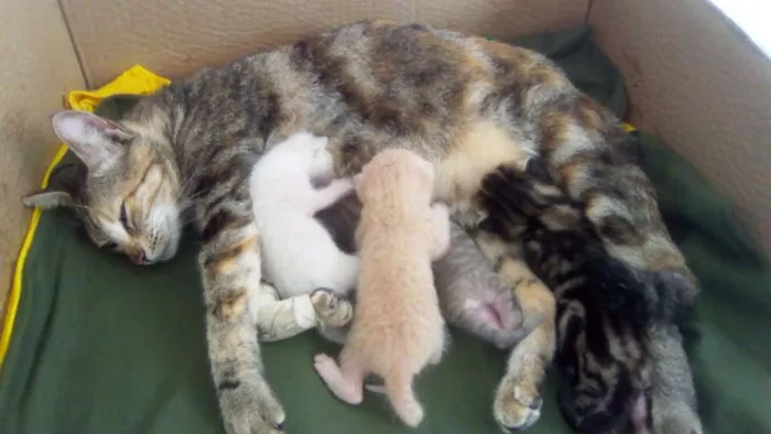 Gato ra a  idade 2 a 6 meses nome Manoela