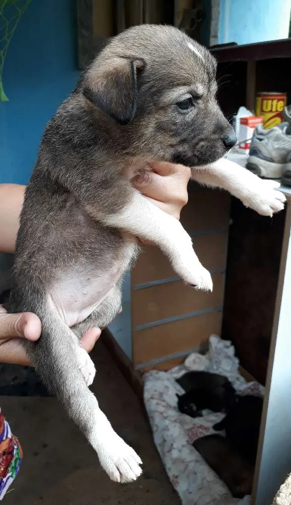 Cachorro ra a SRD idade Abaixo de 2 meses nome Nina