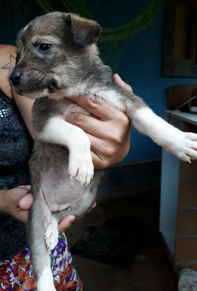 Cachorro ra a SRD idade Abaixo de 2 meses nome Nina