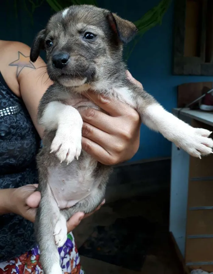 Cachorro ra a SRD idade Abaixo de 2 meses nome Nina