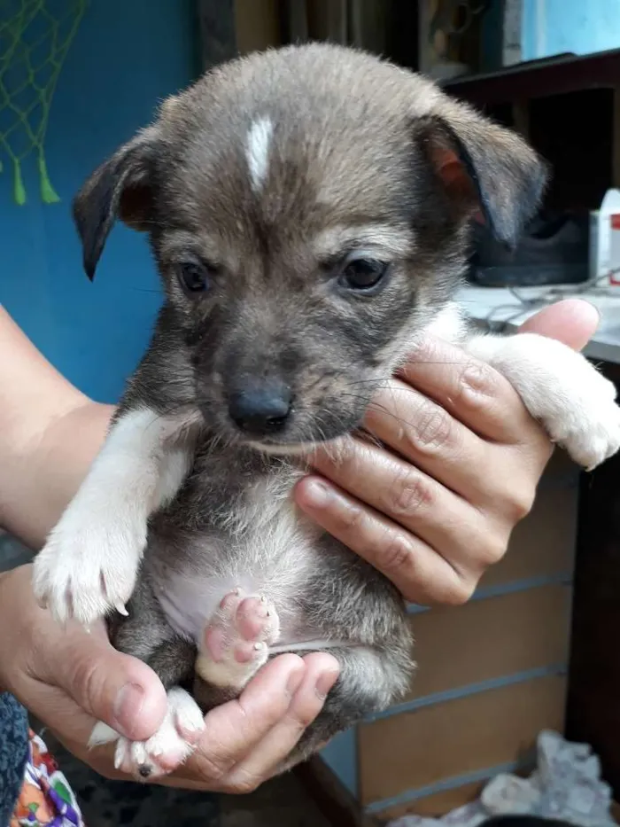 Cachorro ra a SRD idade Abaixo de 2 meses nome Nina