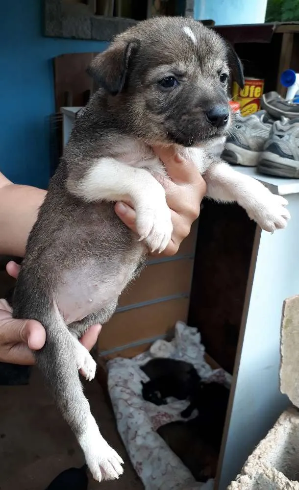 Cachorro ra a SRD idade Abaixo de 2 meses nome Nina