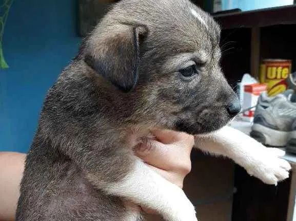 Cachorro ra a SRD idade Abaixo de 2 meses nome Nina