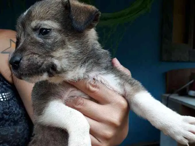 Cachorro ra a SRD idade Abaixo de 2 meses nome Nina