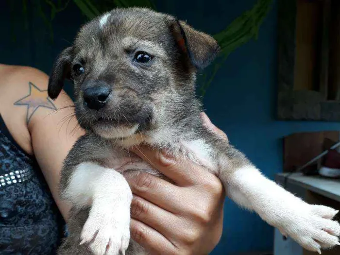 Cachorro ra a SRD idade Abaixo de 2 meses nome Nina