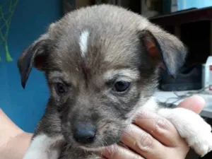 Cachorro raça SRD idade Abaixo de 2 meses nome Nina