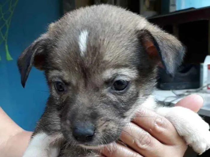 Cachorro ra a SRD idade Abaixo de 2 meses nome Nina