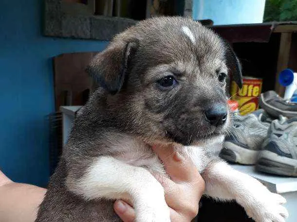 Cachorro ra a SRD idade Abaixo de 2 meses nome Nina