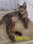 Tigre