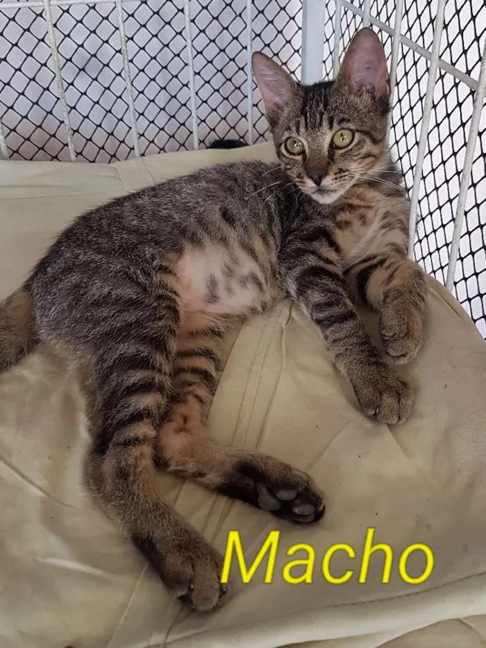 Gato ra a Sem raça idade 2 a 6 meses nome Tigre
