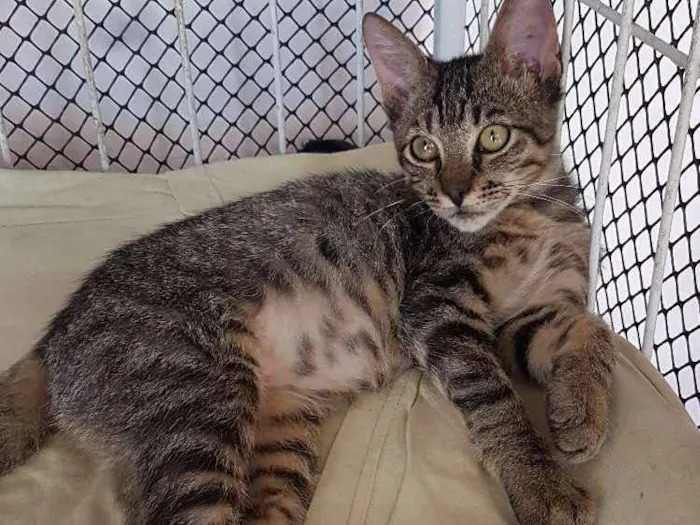 Gato ra a Sem raça idade 2 a 6 meses nome Tigre