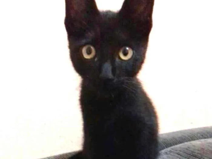 Gato raça Sem raça  idade 2 a 6 meses nome Princesa