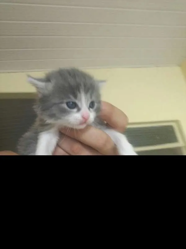 Gato ra a  idade Abaixo de 2 meses nome sem nome