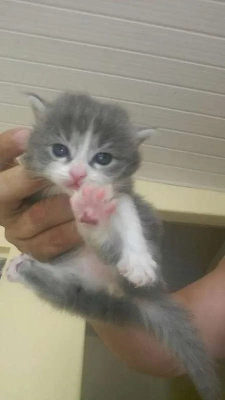 Gato ra a  idade Abaixo de 2 meses nome sem nome