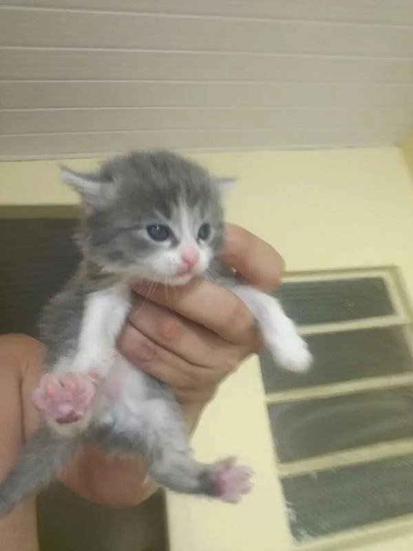 Gato ra a  idade Abaixo de 2 meses nome sem nome